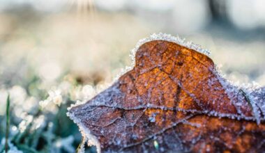 Weather alert again issued for Mississauga and Brampton
