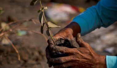 Restoring nature is key to a more resilient future | Environment