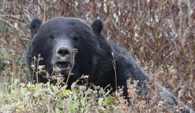 Creator Of New Public Bear Attack Database Says 2026 Has Been ‘Unprecedented’