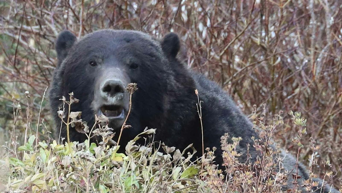 Creator Of New Public Bear Attack Database Says 2026 Has Been ‘Unprecedented’