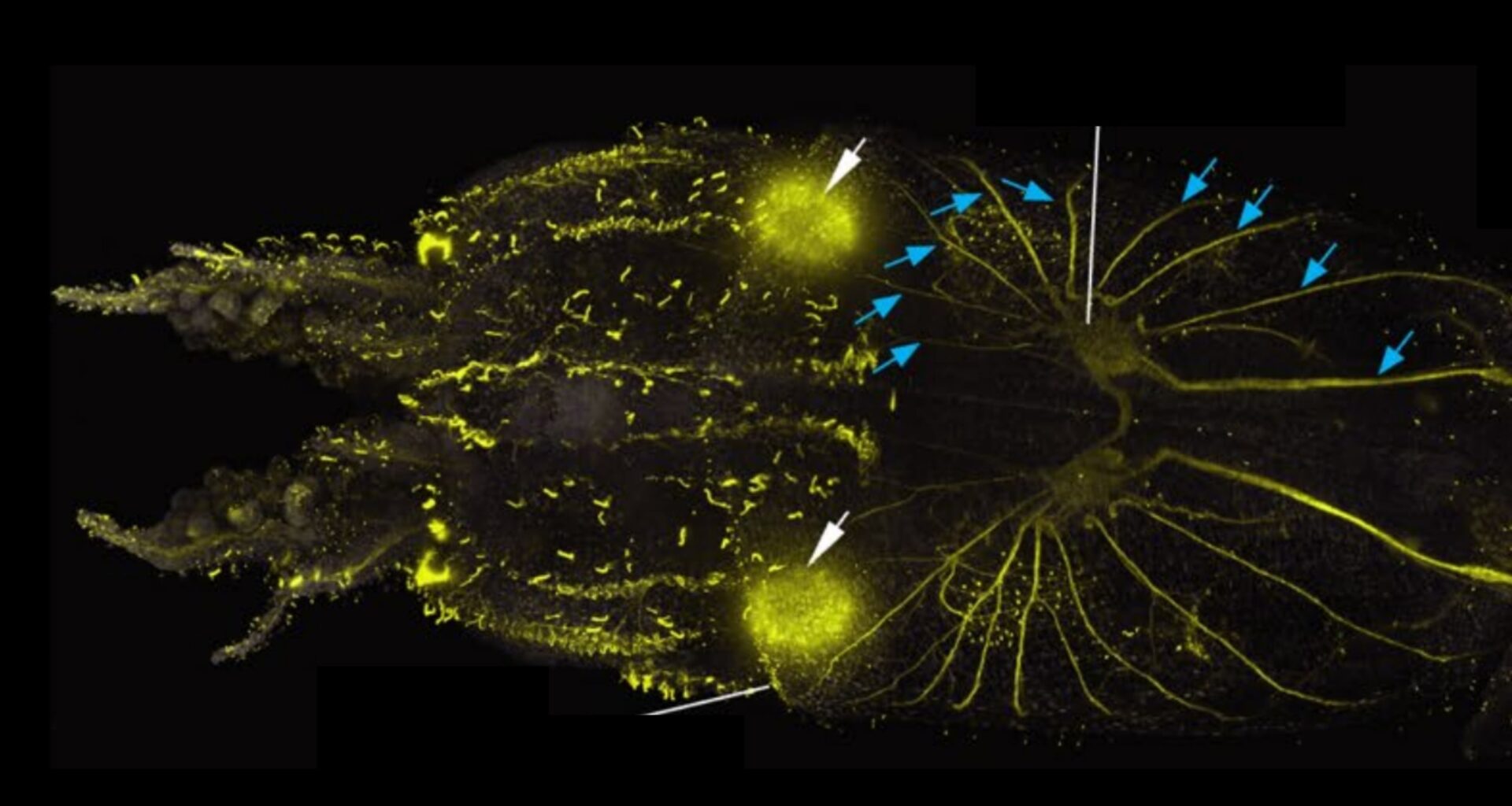 Scientists Find Squid Are Covered in Hair-Like Cells Remarkably Similar to The Ones in Human Ears : ScienceAlert