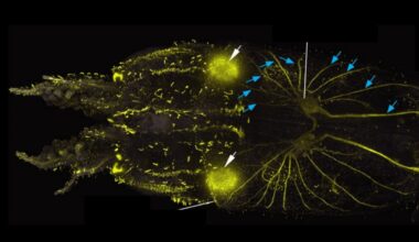 Scientists Find Squid Are Covered in Hair-Like Cells Remarkably Similar to The Ones in Human Ears : ScienceAlert