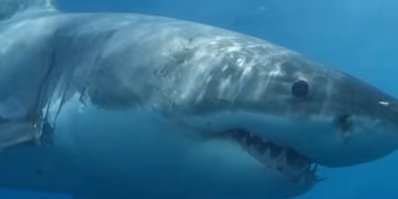 Great White Shark Providing Researchers with New Data from Newfoundland's Grand Banks