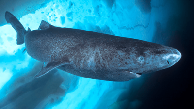 Greenland fishers propose $45 bounty per heart to cull 1,000 sharks that can live 400 years; then the plan was halted after the government questioned its legality