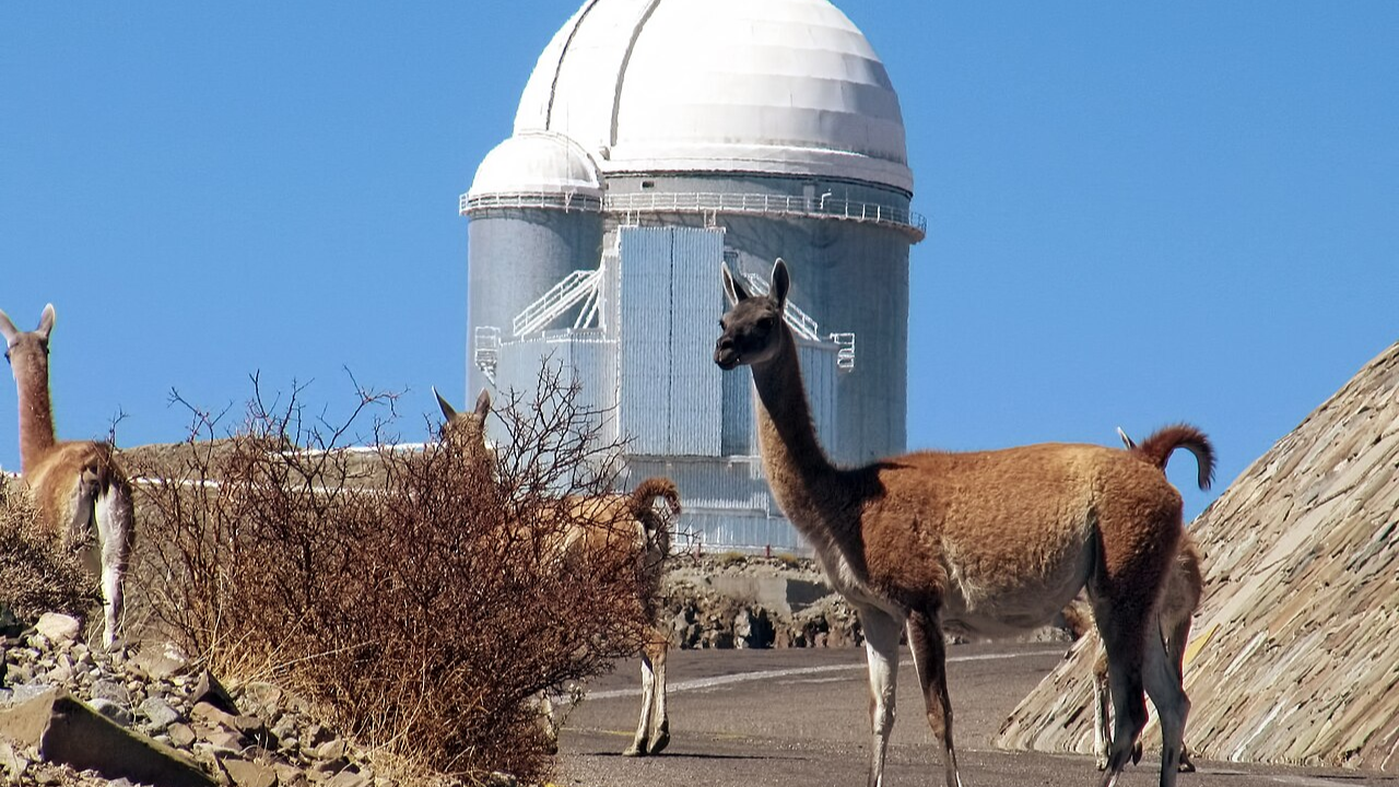 Guanacos near the La Silla Observatory, 2400 meters above sea level (Image: Wikipedia)