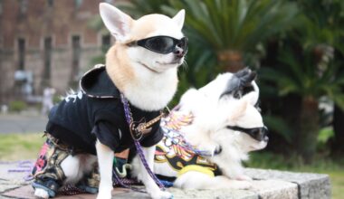 Pet costume block party coming to Vancouver neighbourhood