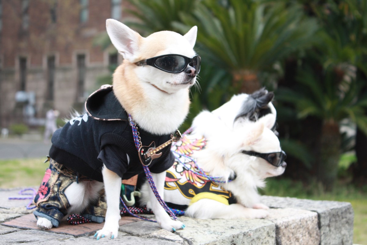 Pet costume block party coming to Vancouver neighbourhood