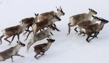 University of Calgary study aims to provide insight on caribou inbreeding in Alberta and B.C.