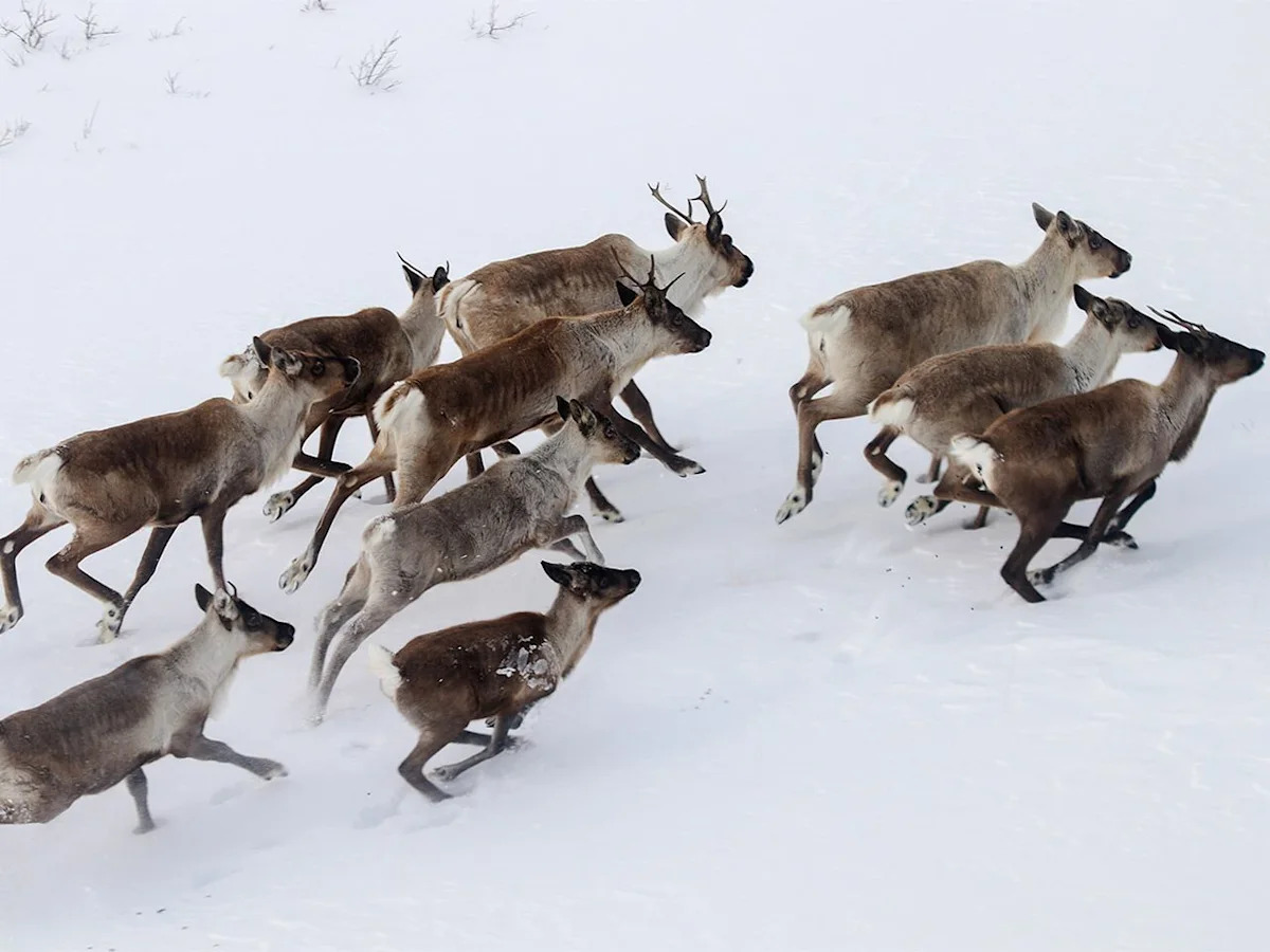 University of Calgary study aims to provide insight on caribou inbreeding in Alberta and B.C.