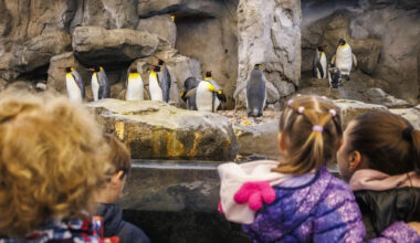 Calgary Zoo taking precautions amid avian flu case in southern Alberta