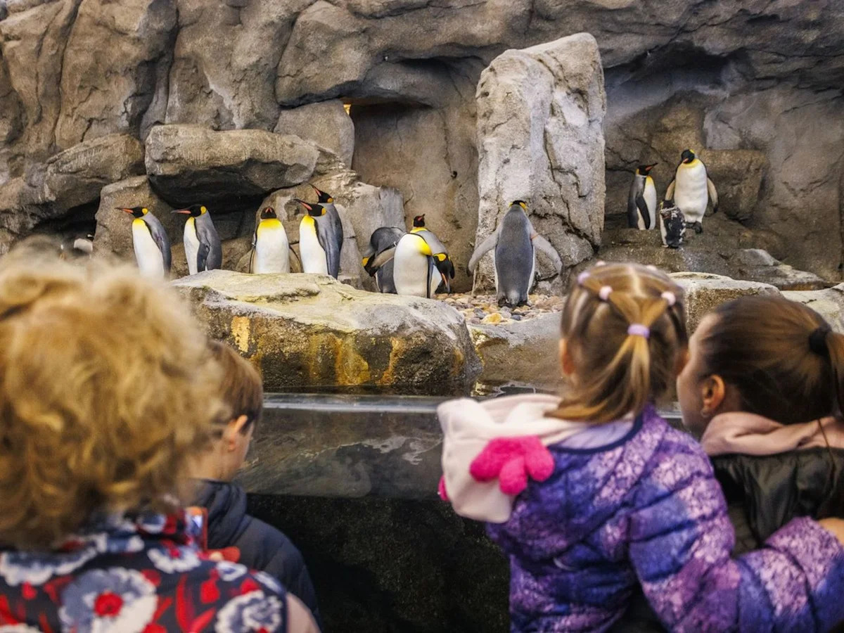 Calgary Zoo taking precautions amid avian flu case in southern Alberta
