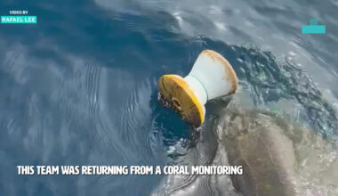 Sea Turtle's Life Hangs in the Balance After Becoming Entangled in Fishing Net