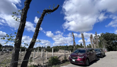 Advocates planting the seed of a tree protection law in Winnipeg's election