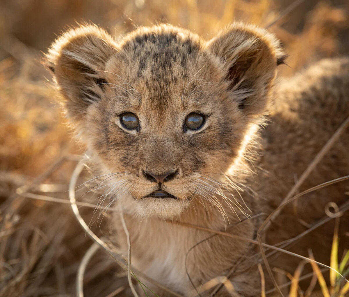 Tiny Lion Cub Practices His 'Huge' Roar, and It’s Almost Too Cute To Handle