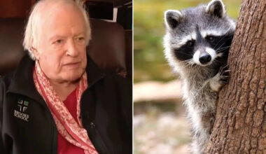 91-Year-Old Man Attacked by Raccoon on Steps of His Rhode Island Home: ‘They Got a Clear Shot at the Flesh’