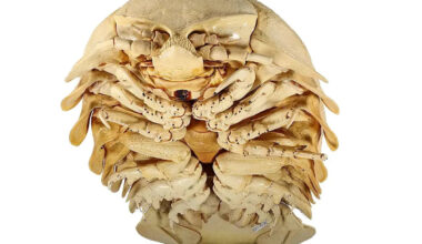 Giant Deep-Sea Creature Hiding in Museum Collection for Decades Identified as Member of a New Species