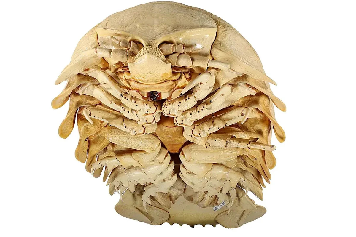 Giant Deep-Sea Creature Hiding in Museum Collection for Decades Identified as Member of a New Species