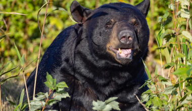 Black Bear Sneaks Onto a Southern California Patio and Starts Boxing a Punching Bag Like a Pro