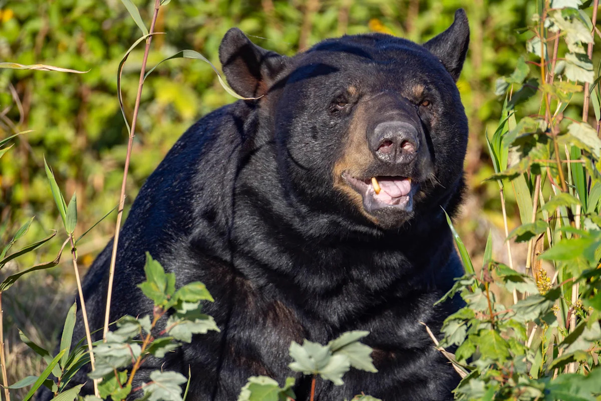Black Bear Sneaks Onto a Southern California Patio and Starts Boxing a Punching Bag Like a Pro