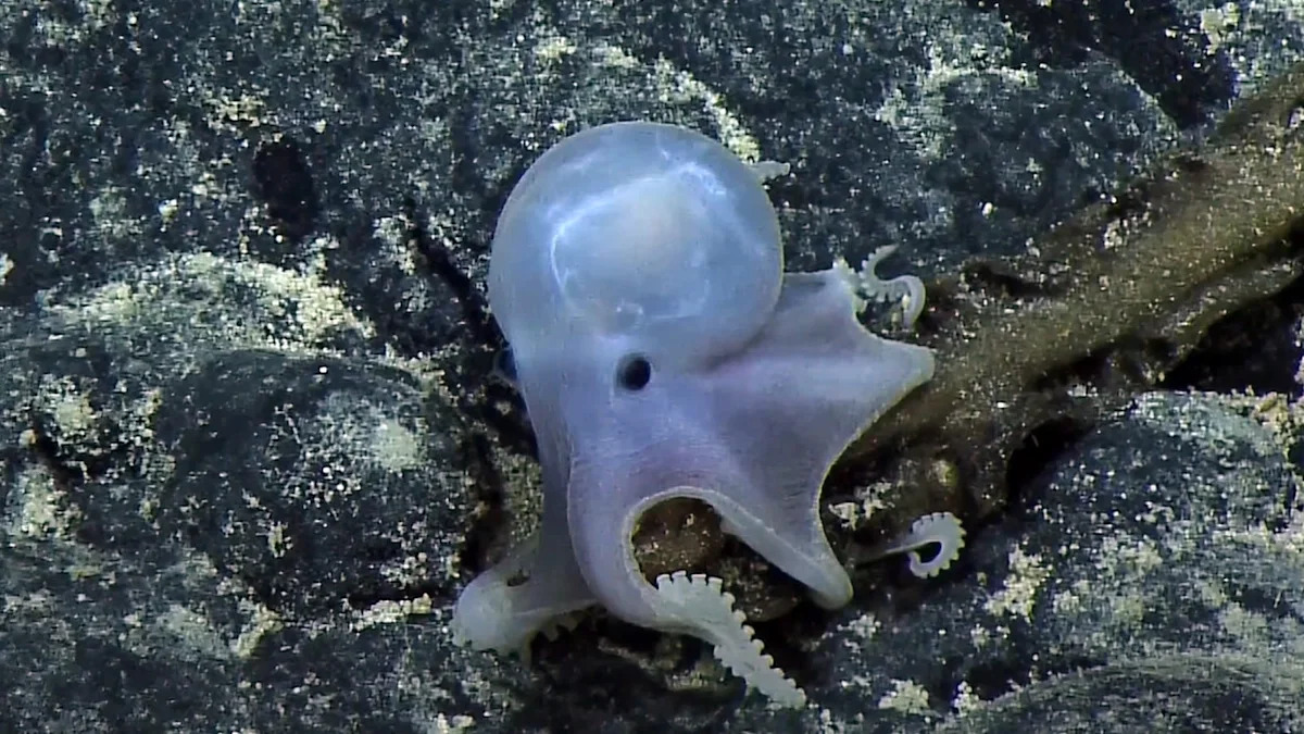 Scientists may have found a clue to why octopuses are so smart
