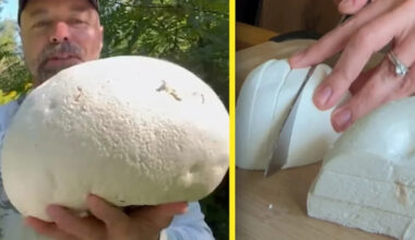 What the puff is that? Huge ball-like mushrooms sprouting up everywhere
