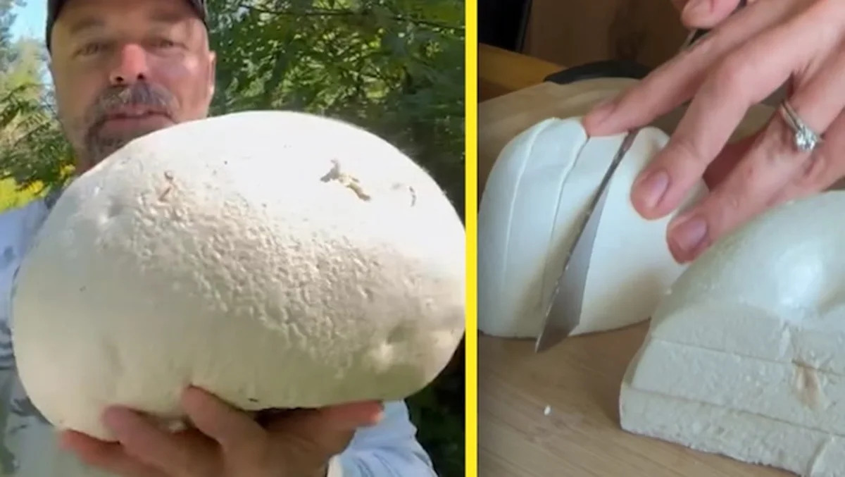 What the puff is that? Huge ball-like mushrooms sprouting up everywhere