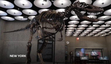 Rare fossil of T.rex cousin publicly displayed in NYC ahead of auction