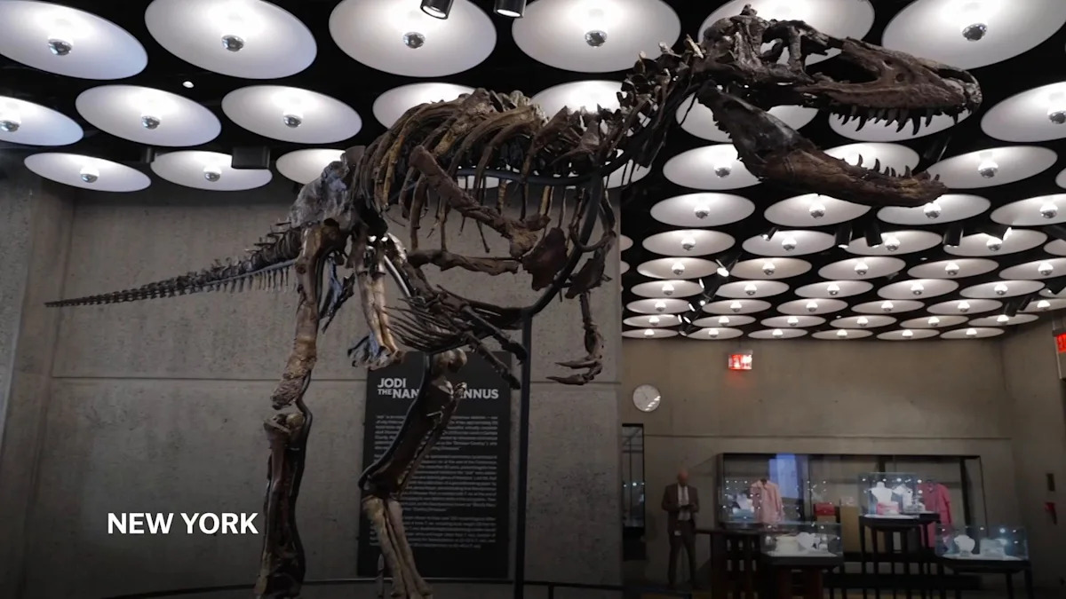 Rare fossil of T.rex cousin publicly displayed in NYC ahead of auction