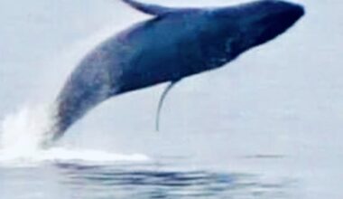 Update: DFO investigating humpback whale hit by Sunshine Coast ferry