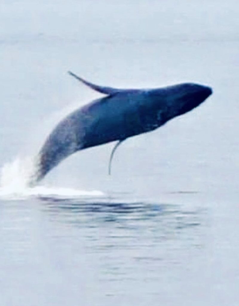 Update: DFO investigating humpback whale hit by Sunshine Coast ferry
