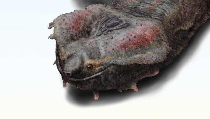Giant Fossil Turtle Found in Peru was Among Largest Freshwater Turtles Ever Known