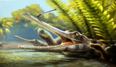 Jurassic Crocodile Relative from Morocco Had Needle-Thin Teeth