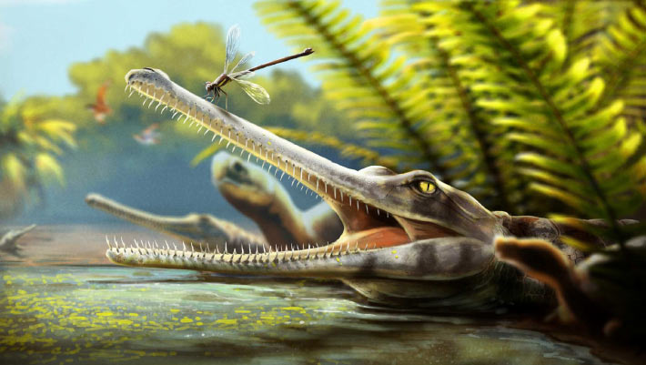 Jurassic Crocodile Relative from Morocco Had Needle-Thin Teeth