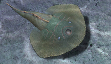 Fossil Armored Fish from China Bridges Primitive and Advanced Jawless Lineages