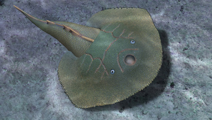 Fossil Armored Fish from China Bridges Primitive and Advanced Jawless Lineages