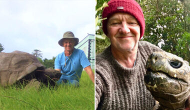 two images of Joe Hollins with Jonathan the tortoise