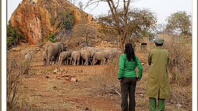 Kristin Davis helped rescue one-year-old elephant after finding her alone in Kenya; years later, Chaimu returned to the wild and inspired a sculpture