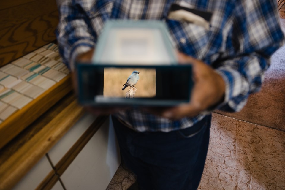 lorne-scott-082526-farm-near-indian-head-saskatchewan-viewing-slide-of-a-bluebird-he-photographed-danielle-tocker-photography02