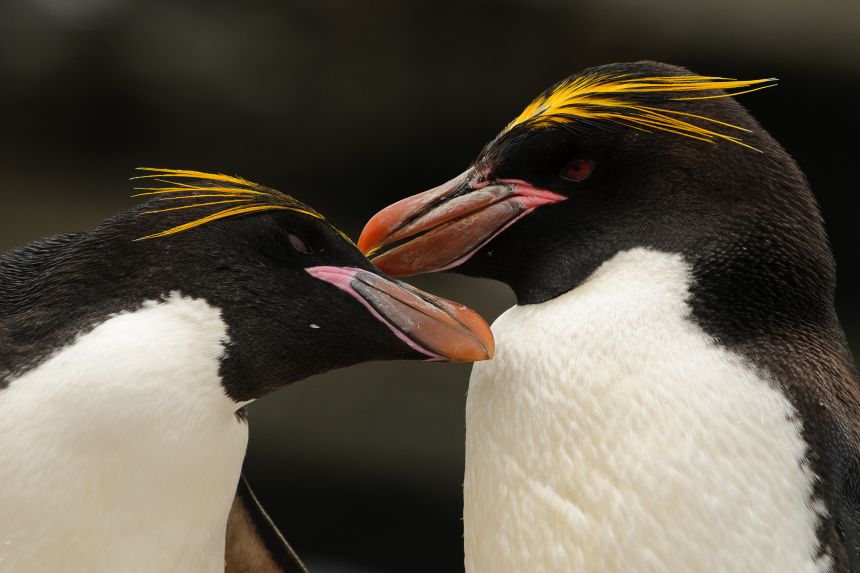 A macaroni penguin pair on South Georgia, an island in the the South Sandwich Islands chain.