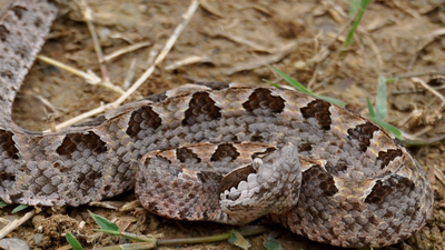 Malayan pit viper: How Southeast Asia’s venomous snake varies in venom, hunts rodents and survives across forests and cultivated habitats