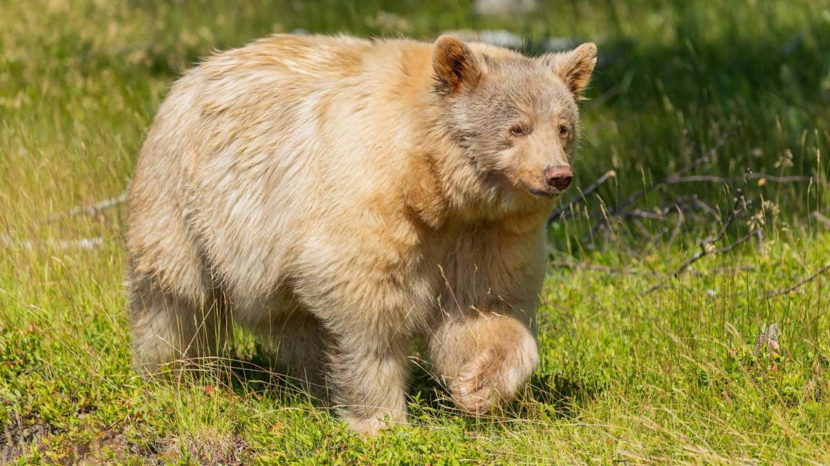 It’s #ChonkyBearWeek with the Wilder Institute Calgary Zoo, and you can vote on the best Bear Bod this Friday