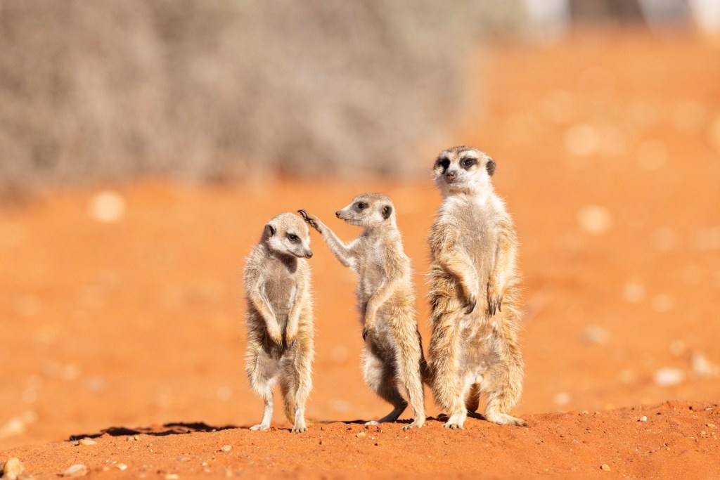 meerkats, comedy wildlife awards, nature photography, 