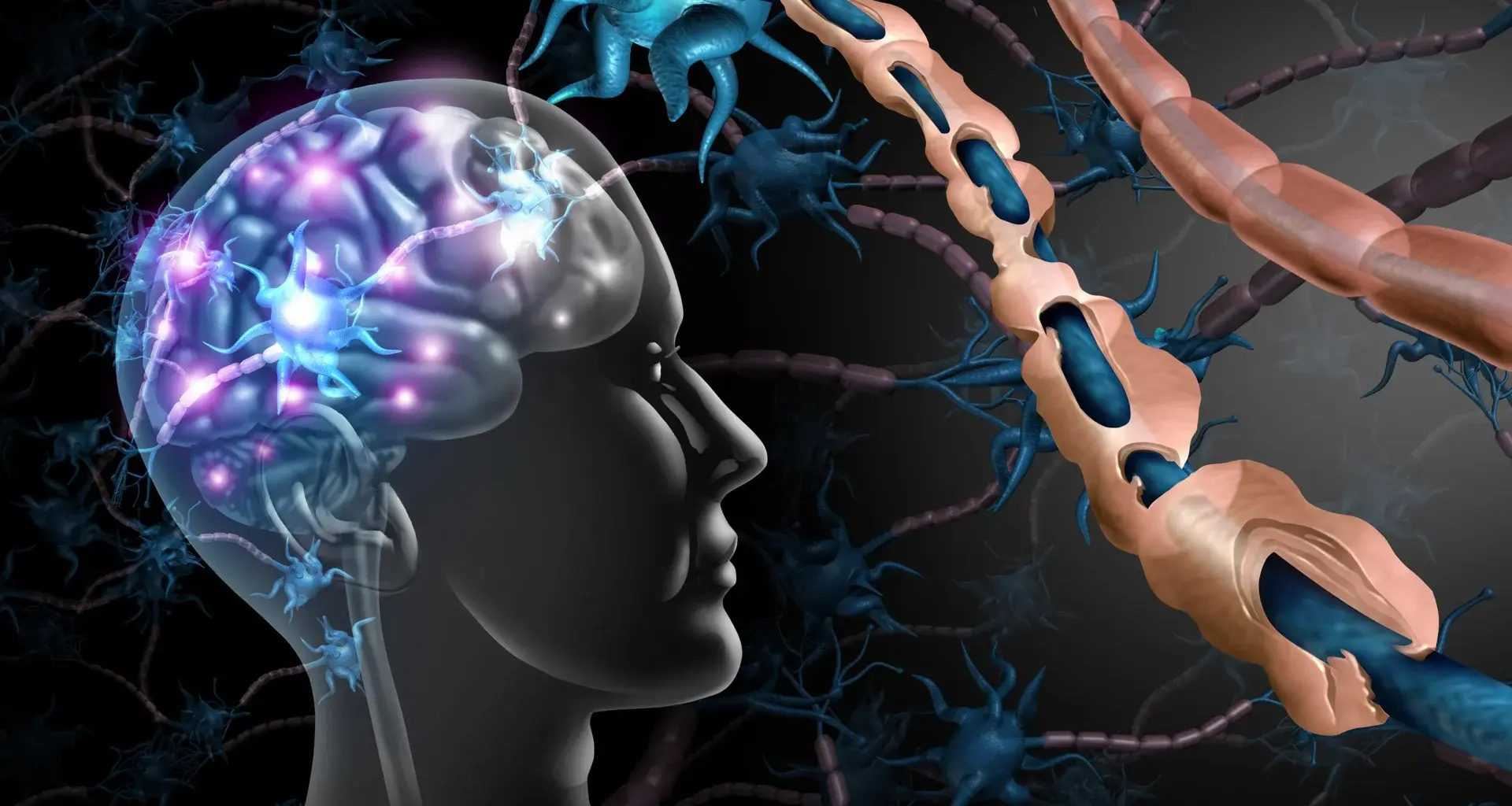 Brain cells meant to protect us may be fueling cognitive decline