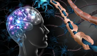 Brain cells meant to protect us may be fueling cognitive decline