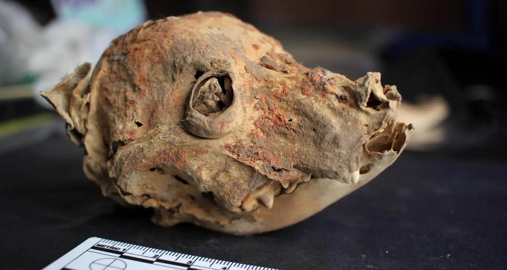 Archaeologists discover 1,200-year-old mummified hairless dog in Peru