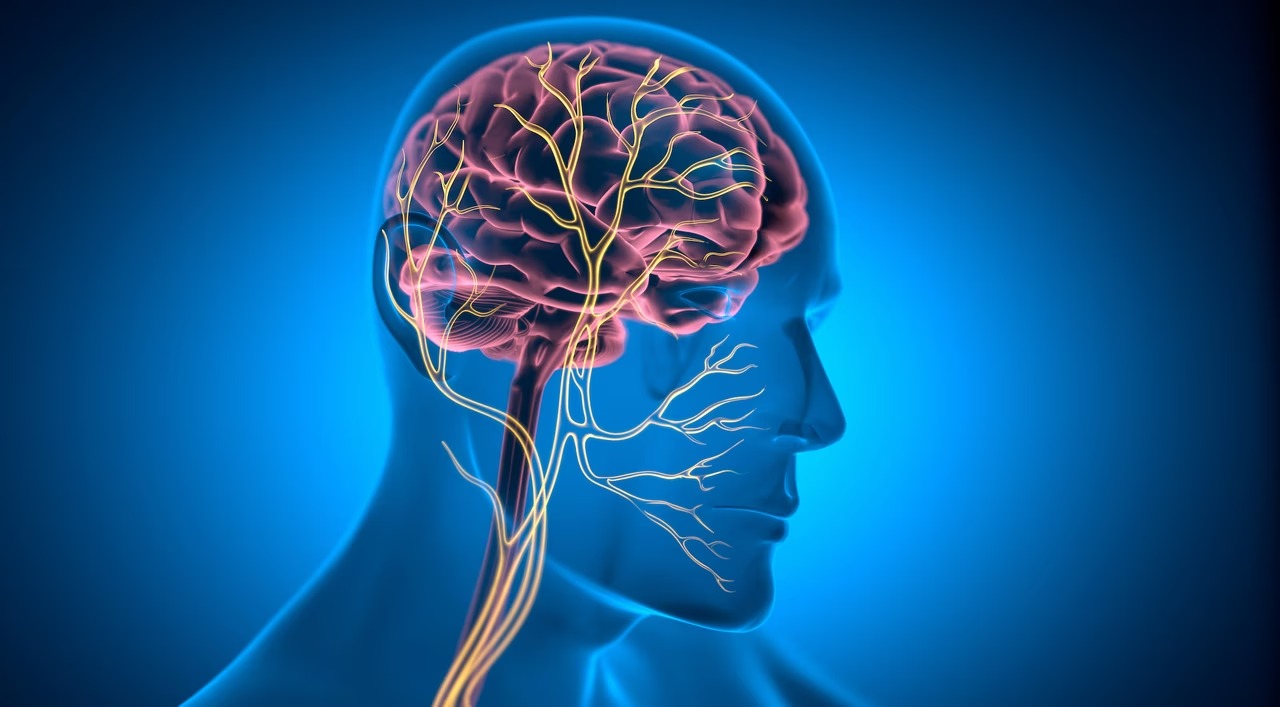 vagus nerve
