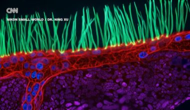 A screenshot of optical researcher Ning Xu's AI-enhanced winning submission to the 2026 Small World in Motion contest.