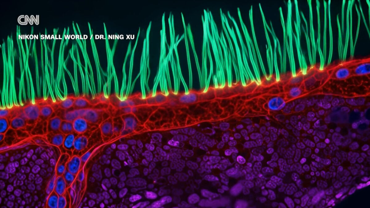 A screenshot of optical researcher Ning Xu's AI-enhanced winning submission to the 2026 Small World in Motion contest.