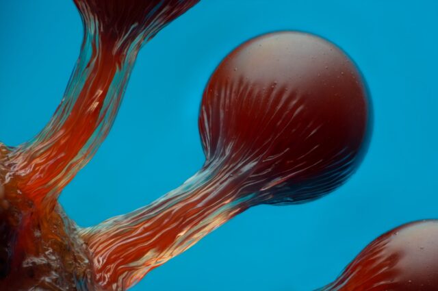 slime mold spore structure
