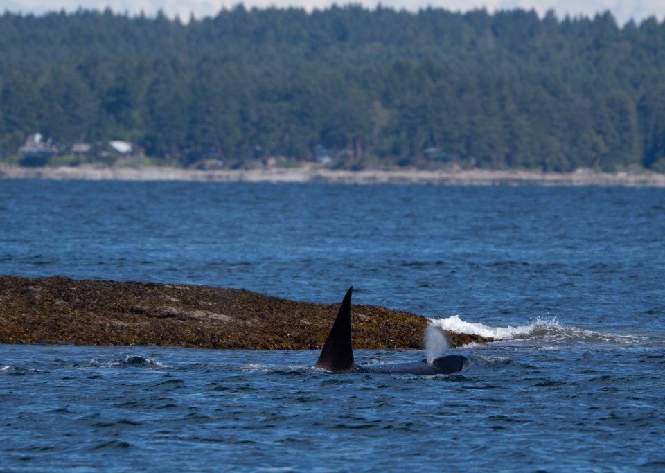 orca-man-orca-photo-guide-1